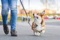 Happy welsh corgi pembroke dog portait on a leash during a walk in the city center, focused on the owner