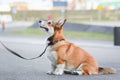 Happy welsh corgi pembroke dog portait sitting and on a leash during a walk in the city center, focused on the owner Royalty Free Stock Photo