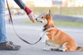 Happy welsh corgi pembroke dog portait giving a paw and on a leash during a walk in the city center, focused on the owner Royalty Free Stock Photo