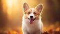 Happy Welsh Corgi puppy runs through the autumn grass and foliage in the park at sunset