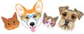 Happy welsh corgi, schnauzer and two cute cats in glasses heart shaped