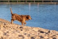 Happy wet dog Royalty Free Stock Photo