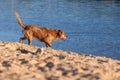 Happy wet dog Royalty Free Stock Photo