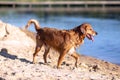 Happy wet dog Royalty Free Stock Photo