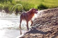 Happy wet dog Royalty Free Stock Photo