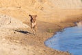 Happy wet dog running Royalty Free Stock Photo