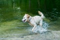 Happy wet dog running in water Royalty Free Stock Photo