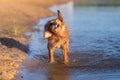 Dog shaking off after swimming Royalty Free Stock Photo