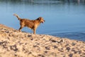 Happy wet dog standing on the lake beach Royalty Free Stock Photo