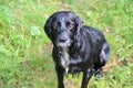 A happy wet dog Royalty Free Stock Photo