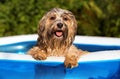 Happy wet havanese dog relies in an inflatable pool Royalty Free Stock Photo