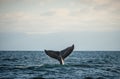 Happy whale tail Royalty Free Stock Photo
