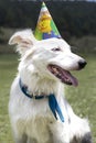 White dog with birthday hat head profile Royalty Free Stock Photo