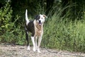 Brindle and white mixed breed female dog Royalty Free Stock Photo