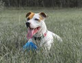 Happy white and brown mixed dog breed laying in grass Royalty Free Stock Photo