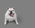 Happy White Bulldog Sitting with Gray Background