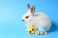 Happy white bunny rabbit with painted Easter egg and daisy flower on blue background. celebrate Easter holiday and spring coming Royalty Free Stock Photo