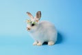 Happy white bunny rabbit wearing daisy flower crown on blue background. Celebrate Easter holiday and spring coming concept Royalty Free Stock Photo