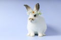 Happy white bunny rabbit wearing daisy flower crown on blue background. Celebrate Easter holiday and spring coming concept Royalty Free Stock Photo