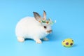 Happy white bunny rabbit wearing daisy flower crown with painted Easter egg on blue background. Celebrate Easter holiday and Royalty Free Stock Photo