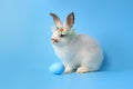 Happy white bunny rabbit wearing daisy flower crown with painted Easter egg on blue background. Celebrate Easter holiday and Royalty Free Stock Photo