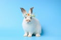 Happy white bunny rabbit wearing daisy flower crown on blue background. Celebrate Easter holiday and spring coming concept Royalty Free Stock Photo