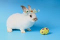 Happy white bunny rabbit wearing diasy flower crown with painted Easter egg on blue background. Celebrate Easter holiday and Royalty Free Stock Photo