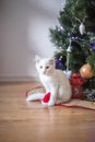 Happy white cat plays with a Christmas toy. New year season, holidays and celebration. Naughty cute kitten near fir tree