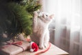 Happy white  cat plays with a Christmas toy. New year season, holidays and celebration. Naughty cute kitten near fir tree Royalty Free Stock Photo