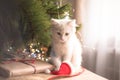 Happy white  cat plays with a Christmas toy. New year season, holidays and celebration. Naughty cute kitten near fir tree Royalty Free Stock Photo