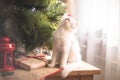 Happy white  cat plays with a Christmas toy. New year season, holidays and celebration. Naughty cute kitten near fir tree Royalty Free Stock Photo