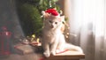 Happy white  cat plays with a Christmas toy. New year season, holidays and celebration. Naughty cute kitten near fir tree Royalty Free Stock Photo