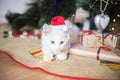 Happy white cat plays with a Christmas toy. New year season, holidays and celebration. Naughty cute kitten near fir tree