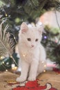 Happy white cat plays with a Christmas toy. New year season, holidays and celebration. Naughty cute kitten near fir tree