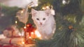 Happy white  cat plays with a Christmas toy. New year season, holidays and celebration. Naughty cute kitten near fir tree Royalty Free Stock Photo