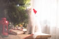 Happy white  cat plays with a Christmas toy. New year season, holidays and celebration. Naughty cute kitten near fir tree Royalty Free Stock Photo