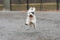 Happy dog running in park Royalty Free Stock Photo