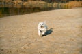 Happy white dog running on sunny sandy beach. Royalty Free Stock Photo