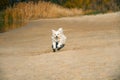 Happy white dog running on sunny sandy beach. Royalty Free Stock Photo