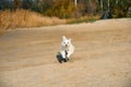 Happy white dog running on sunny sandy beach. Royalty Free Stock Photo