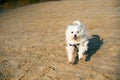 Happy white dog running on sunny sandy beach. Royalty Free Stock Photo