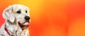 Happy white golden retriever dog with human teeth smiling Royalty Free Stock Photo