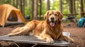 A happy white Golden Retriever puppy sits on a bench, tongue out, looking adorable AI Generated Royalty Free Stock Photo