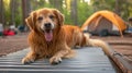 A happy white Golden Retriever puppy sits on a bench, tongue out, looking adorable AI Generated Royalty Free Stock Photo