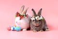 Happy white and gray bunny rabbit wearing daisy flower crown with painted Easter egg on sweet pink background. Celebrate Easter Royalty Free Stock Photo