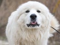 Happy white Great Pyrenees dog Royalty Free Stock Photo