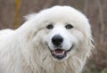 Happy white Great Pyrenees dog Royalty Free Stock Photo