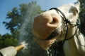 Happy horse getting bath