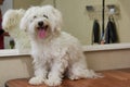 Happy white maltese. Royalty Free Stock Photo