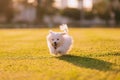 Happy white maltese dog running on the green grass, sunset and plants on background Royalty Free Stock Photo